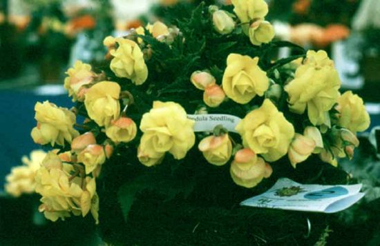B. ‘Catherine Robertson’
